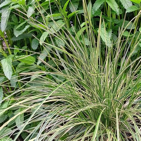 Deschampsia cespitosa 'Northern Lights' - Variegated Tufted Hairgrass ...