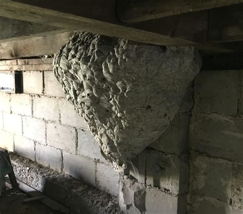 Huge Wasp Nest Found Under Porch | VexTech Pest Management