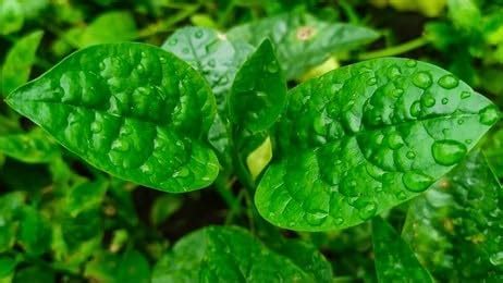 Malabar spinach seeds (pui-shak) pack of 30 seeds : Amazon.in: Garden ...