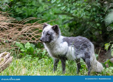 Arctic fox in summer stock photo. Image of mammal, siberian - 224343754