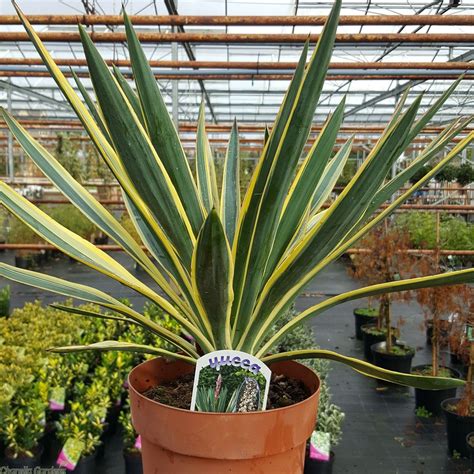 Yucca Gloriosa Variegata 4 Litre Yucca Gloriosa, Tropical Garden Plants ...