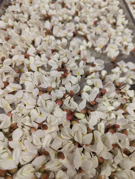 Community Soup Luncheon - the f.N. Happy Farm and friends, St. Paul's ...