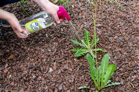 10 Homemade & Natural Weed Killers That Actually Work - The Krazy ...