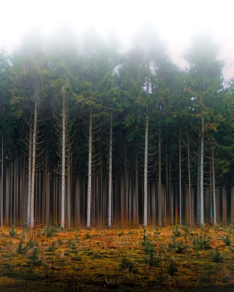 The woods are lovely, dark, and deep...[OC] : r/FoggyPics