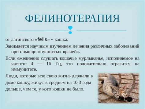 Презентация исследовательского проекта "Какая польза от кошек"
