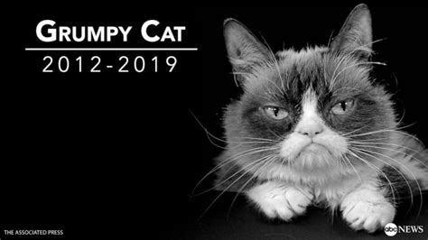 Image result for Grumpy Cat Origin