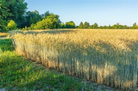 A field of ripening rye at sunset | Premium Photo
