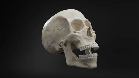 Realistic Human Skull High-Poly - FlippedNormals
