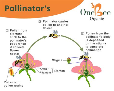 Pollination Importance 的图像结果