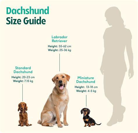 Miniature Dachshund Full Grown Size Discover The Diverse Sizes Of