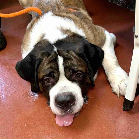 Wicomico Humane Society Md