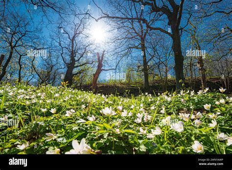 Image result for Swedish Spring