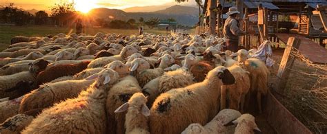 Animal Source Foods 的图像结果