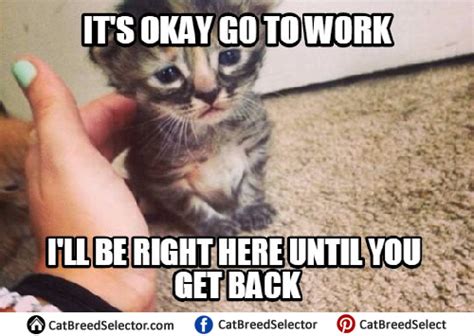 Image result for Cat Sketch Tutorial