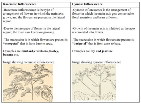 NCERT Solutions for Class 11 Biology chapter 5 Morphology of Flowering ...