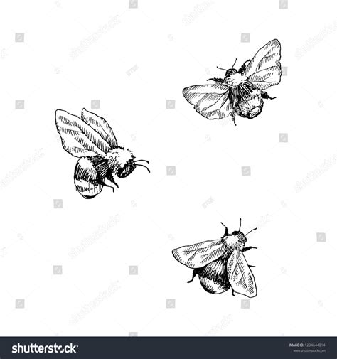 13+ Thousand Bumble Bee Drawing Royalty-Free Images, Stock Photos & Pictures | Shutterstock