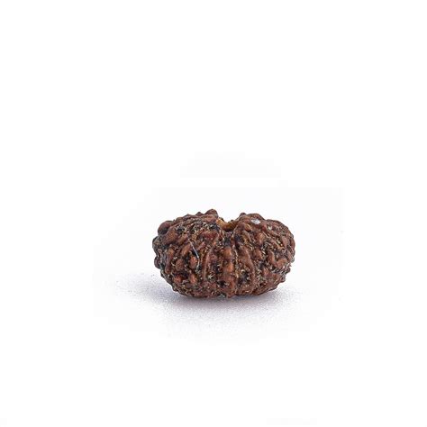 Dharmsaar Original 13 Mukhi Indonesian Rudraksha Box,Natural 13 Face ...