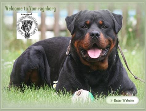 Vom Ragnborg - Breeding German Rottweilers for health and confirmation