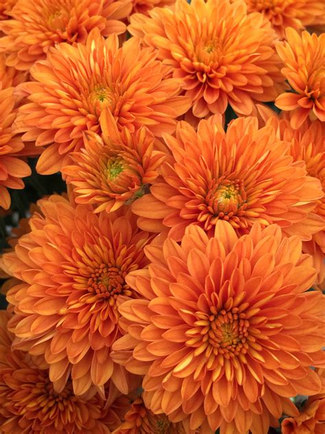 Orange Chrysanthemums for Your Garden