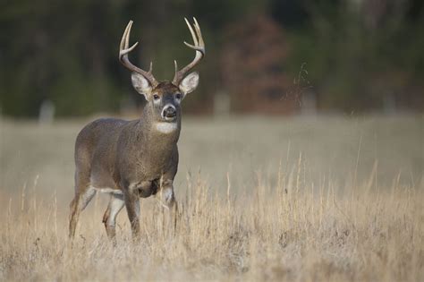 When Is PA Deer Season 2025? | HuntWise