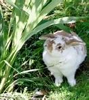 Image result for Cute Lop Eared Bunny