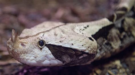 Download Gaboon Viper Head Snake Close Up Wallpaper | Wallpapers.com