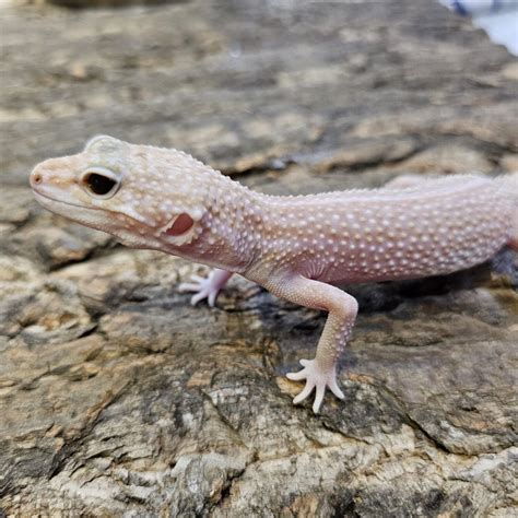 Rainwater Albino Leopard Gecko Adult Albino Leopard Gecko For Sale
