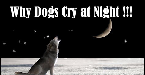 Why Your Dogs Cry at Night?
