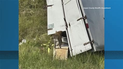 3 monkeys on the loose, 5 dead after truck crash in Mississippi | wwltv.com
