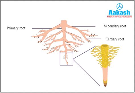 Root: Definition, Explanation, Characteristic features & Types | AESL