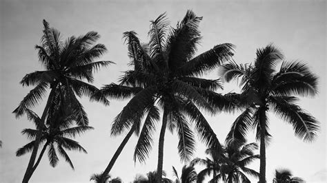 Download wallpaper 1920x1080 palm trees, sky, trees, black and white ...