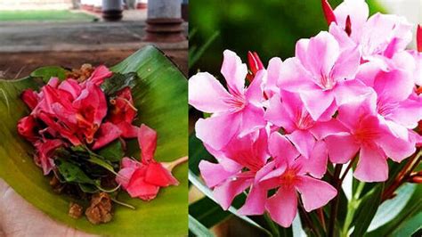 Travancore Devaswom Board bans use of Arali flower in prasadam and ...