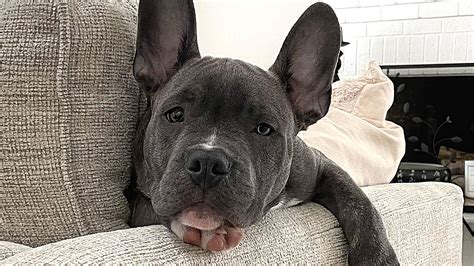 Pitbull Mixed With French Bulldog: Puppy, Price, Temperament