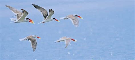 Explained: What is HCNG and what are its benefits?