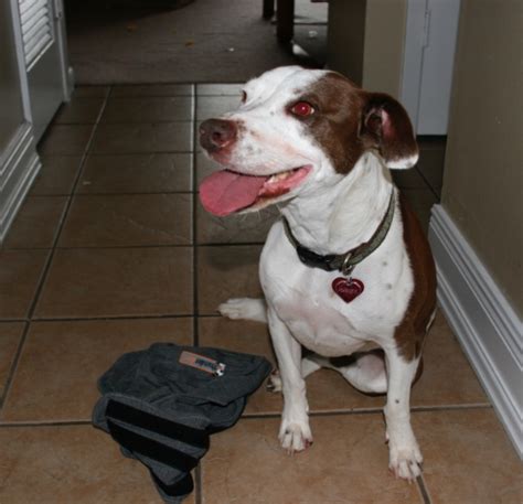 Puppy Exploding 的图像结果