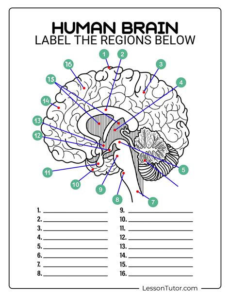 Brain Labeling Worksheets - Lesson Tutor