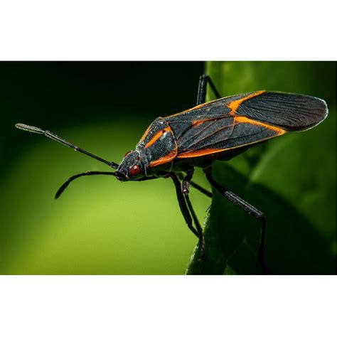 Box Elder Beetle – Pest Supply Canada
