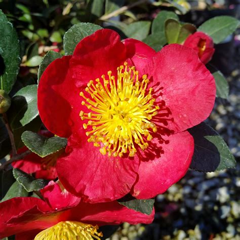 Camellia sasanqua 'Yuletide' - Mid Valley Trees