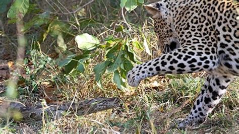 Python Eating Leopard 的图像结果