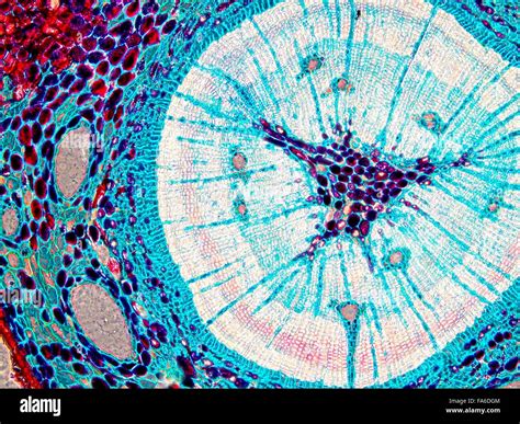 Beauty of Biology under microscopy Stock Photo - Alamy