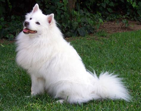 American Eskimo Dog photos and wallpapers. The beautiful American ...