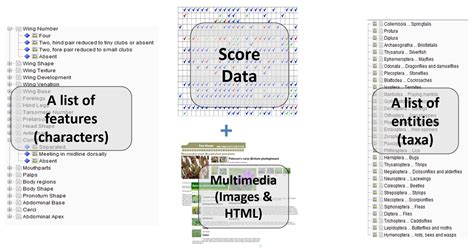 Image result for Identification key Tutorial