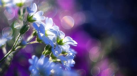 Wallpaper flowers, blur, light, petals hd, picture, image