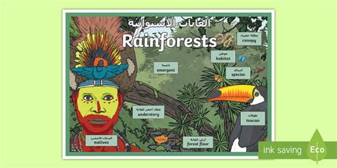 KS2 Rainforests Display Poster Arabic - Arabic/English - - PlanIt ...