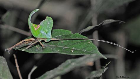 What Birds Eat Katydids? A Guide To Avian Garden Predators