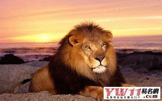 梦见狮子打人 周公解梦之梦到狮子打人 是什么征兆？