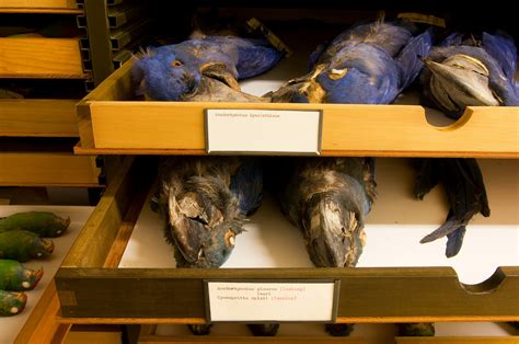 Hyacinth Macaw - Extinction