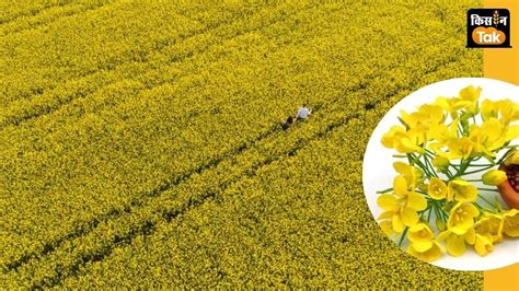 इस साल सरसों उत्‍पादन में होगी बड़ी गिरावट! जानिए क्‍या कहते हैं SEA के ...