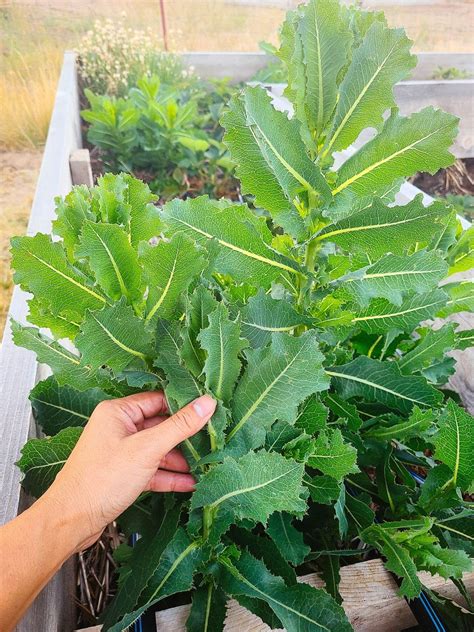 28 Edible Weeds and Invasive Plants That Are Actually Delicious - Garden Betty