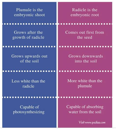 write three difference between radicle and plumule . - Brainly.in